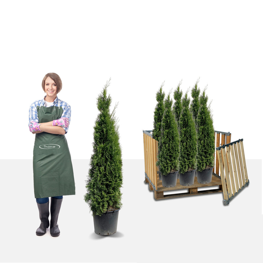 Stor pakke - 34st Tuja Smaragd 150+ cm - Gratis frakt